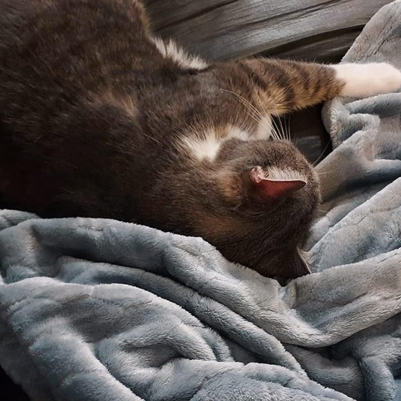 50'x60'' Soft Fuzzy Faux Fur Grey Sherpa Fleece Furry Shaggy Thick Throw Blanket - Picture 8 of 8